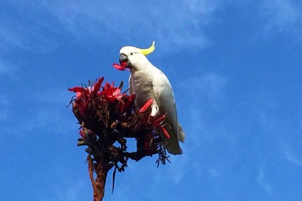 cockatoos in Australia | Life After Elizabeth